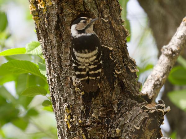 <h3><a href="/trips/extramadura/biota/animalia/chordata/aves/039 piciformes/009 picidae/dendrocopos minor/dendrocopos minor-nl.html">Dendrocopos&nbsp;minor</a> / Lesser&nbsp;spotted&nbsp;woodpecker / Kleine&nbsp;bonte&nbsp;specht</h3>OM-1 Mark II met OLYMPUS M.150-400mm F4.5, 1/400 sec  bij F4.5, ISO 250, afstand 12.9&nbsp;m